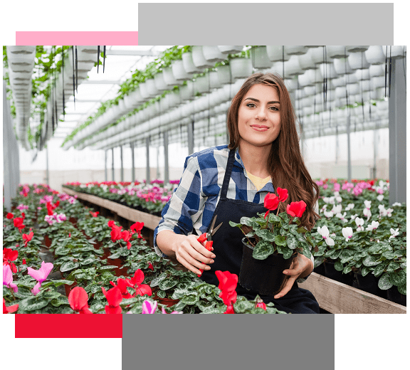 Grower holding a flowering plant in a greenhouse